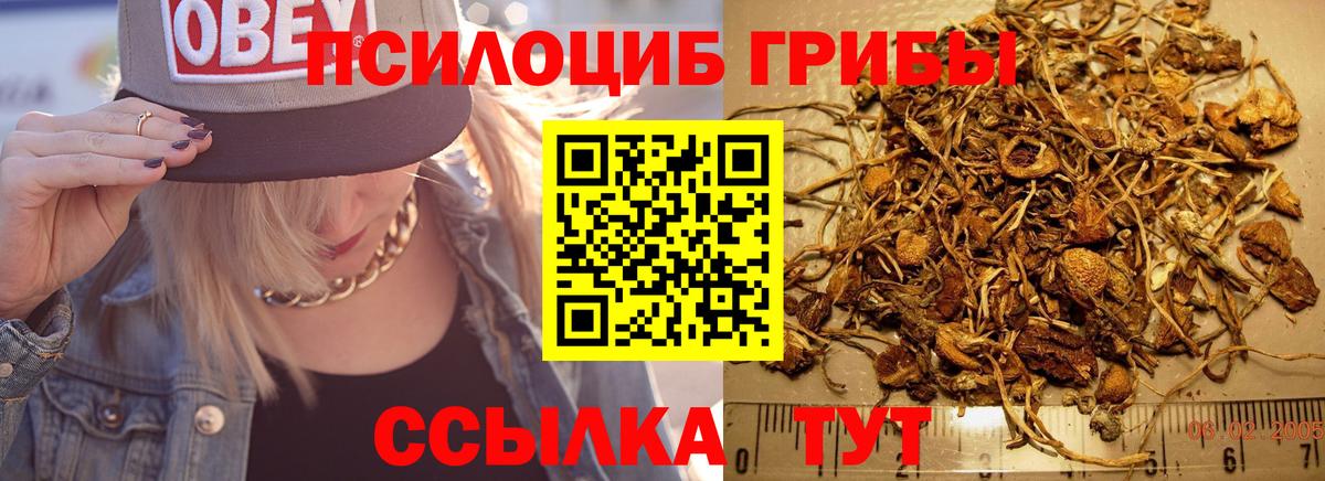 Галлюциногенные грибы Psilocybe Тейково